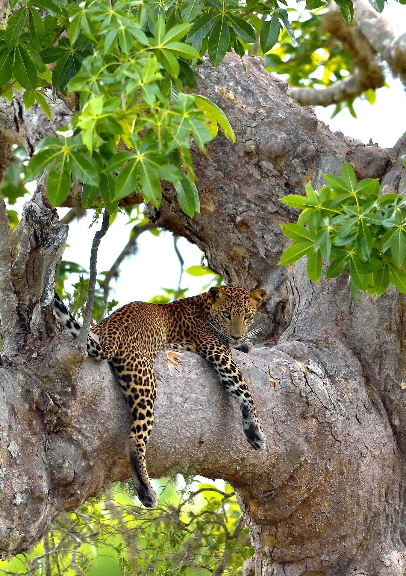 Leopard on the tree in Willpatthu national park